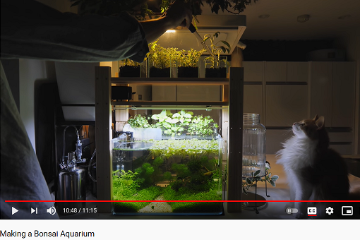A man and a cat looking at a bonsai aquarium. 