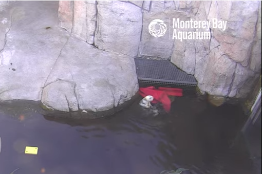 Screenshot from a livestream at the Monterey Bay Aquarium with the image showing an otter swimming with rocks in the background