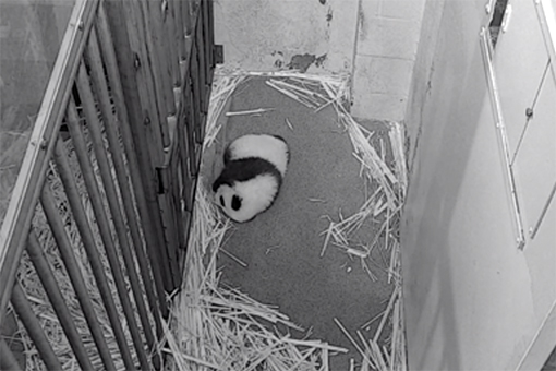 black and white image of a baby panda sleeping
