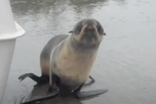 Image of a northern fur seal