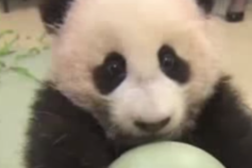 Close up image of a panda holding a ball