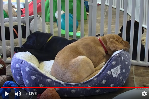 A puppy sleepign in a dog bed surrounded by blankets