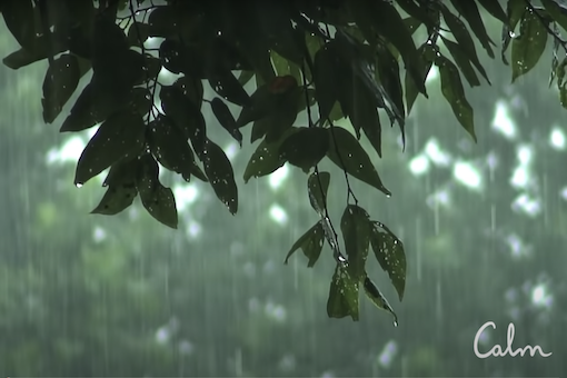 Leaves covered in rainwater. 