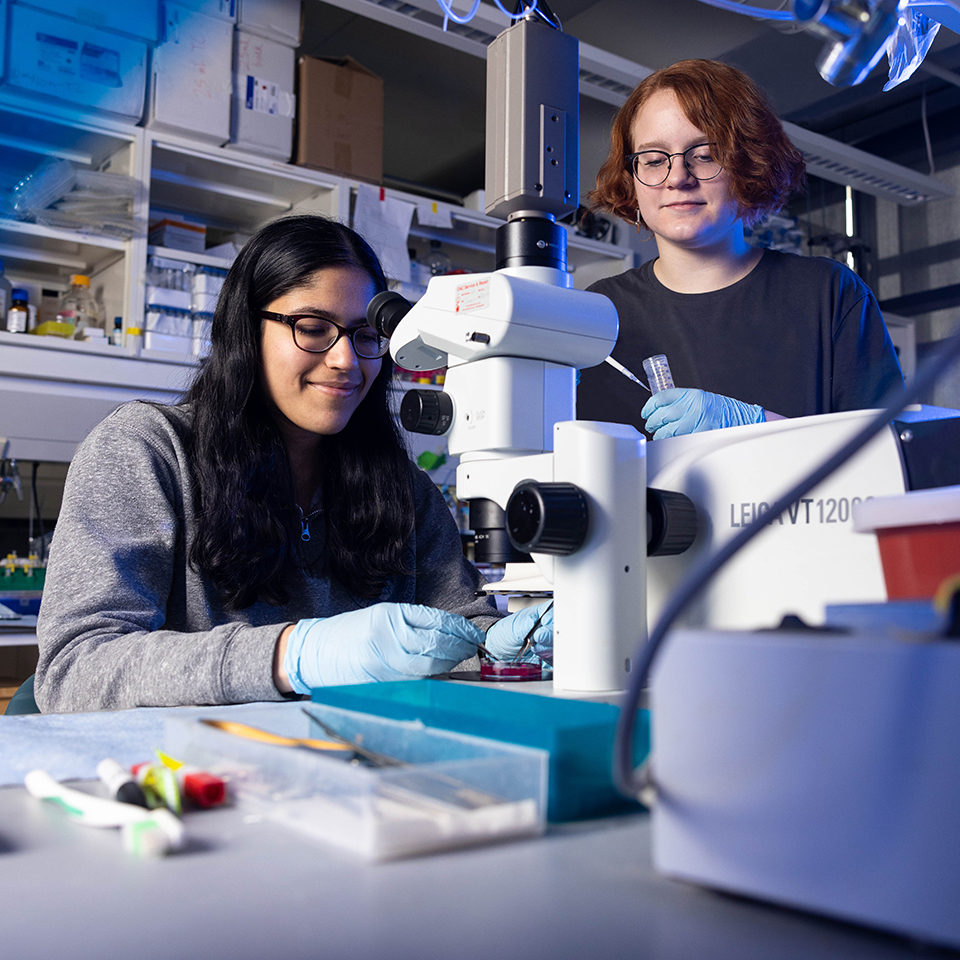 Roshni Ray ’24, left, and Nicole Kanzler ’23 work in the Paradis Laboratory at Brandeis University on March 3, 2023. Photo/Dan Holmes