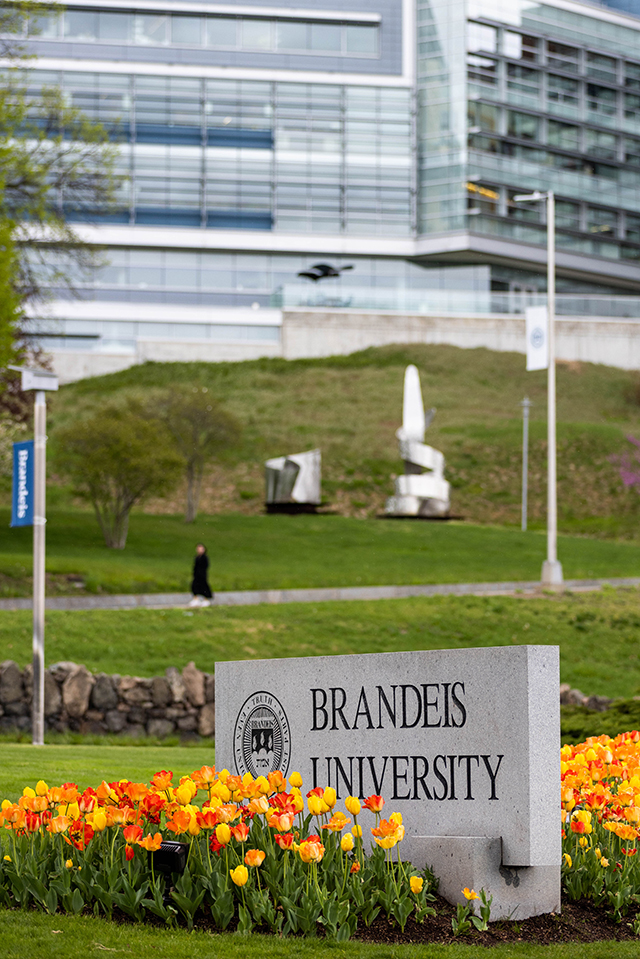 Tulips bloom at the entrance to Brandeis University on May 1, 2023.Photo/Gaelen Morse