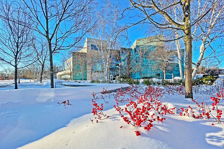 Red berries appear amongst the snow outside the Shapiro Campus Center.