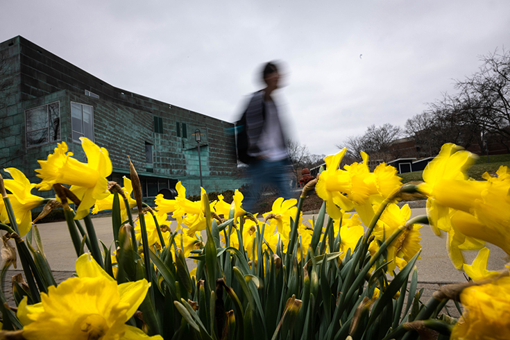 A student walks passed some blooming daffodils at Brandeis University on April 5, 2023. Photo/Dan Holmes