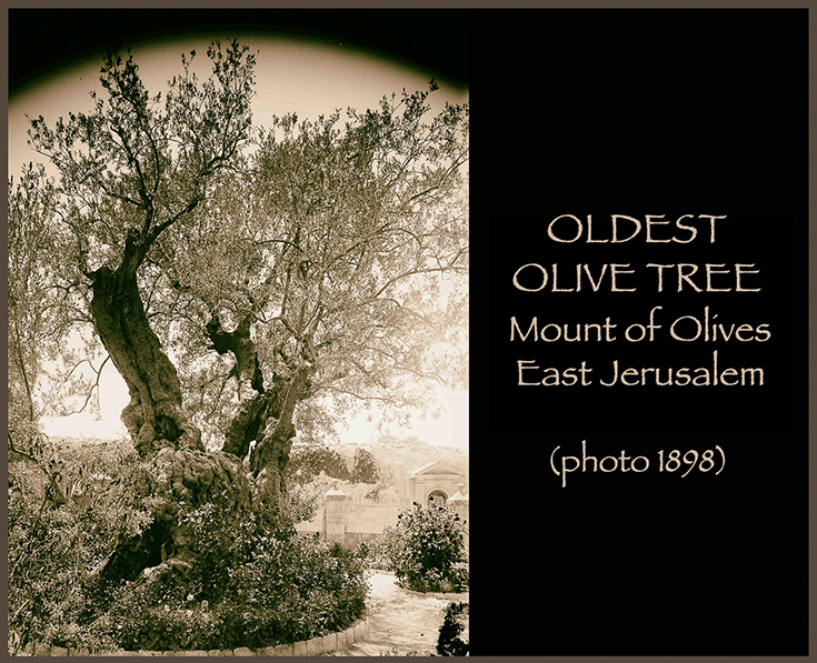 An old and twisted olive tree with leaves