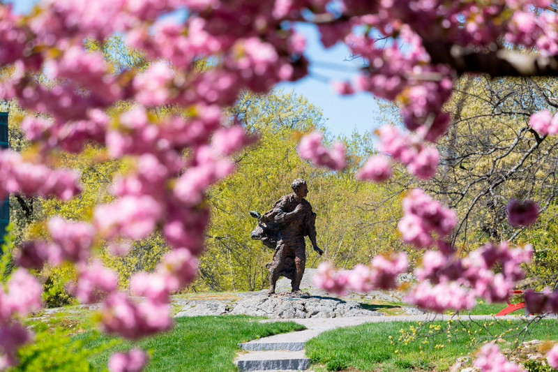 Brandeis Campus in the Spring