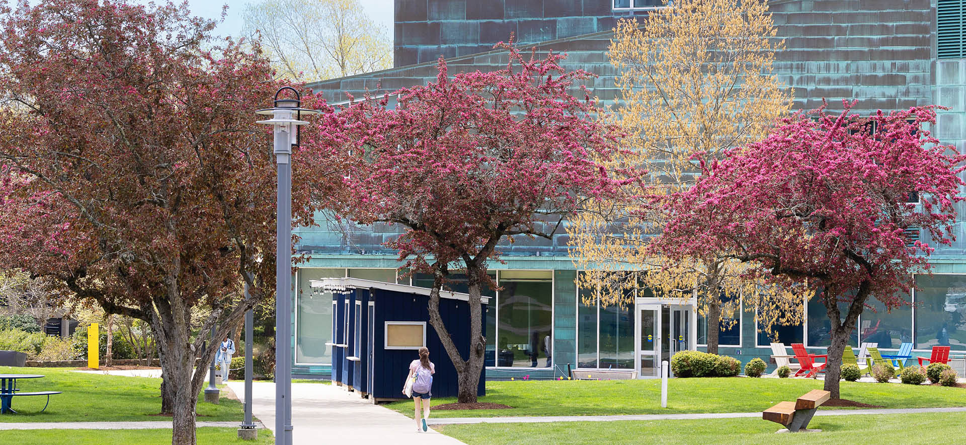 The Brandeis campus is seen in springtime with cherry blossom trees in bloom.