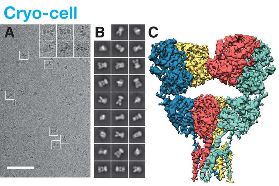 Cryo-Cell