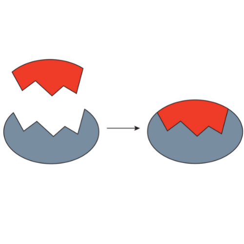 inhibition and inactivation by tissue
