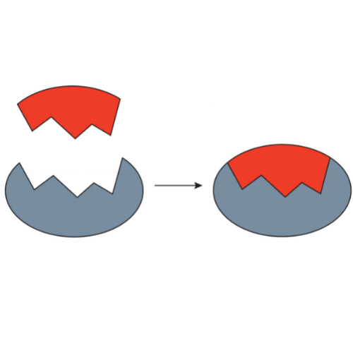  inhibition and inactivation by tissue