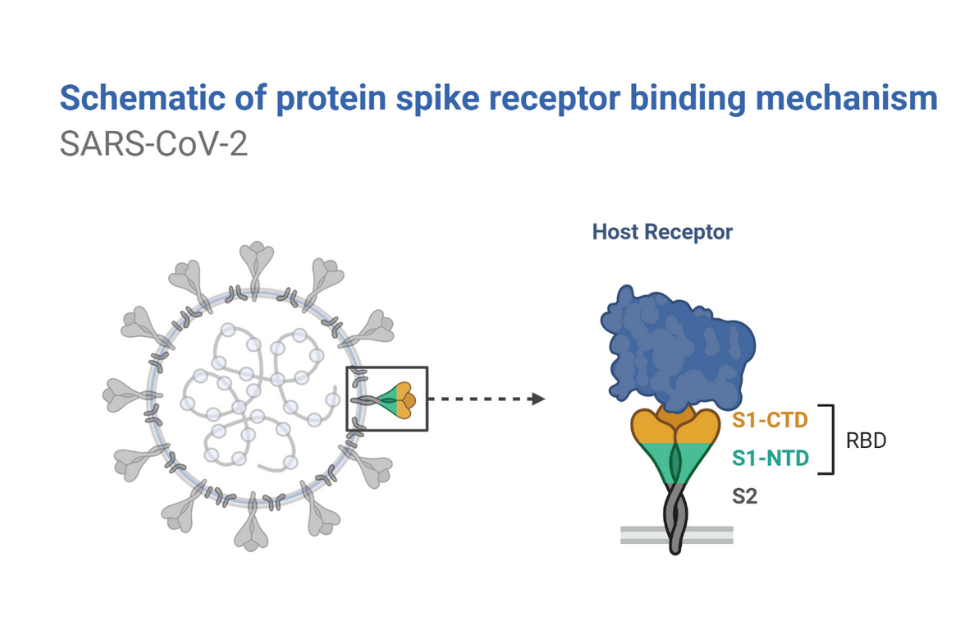 Schematic of Spike-Receptor Binding Mechanism of SARS-CoV-2