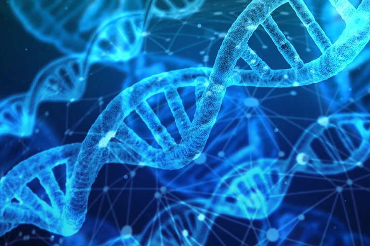 DNA strands - double helixes