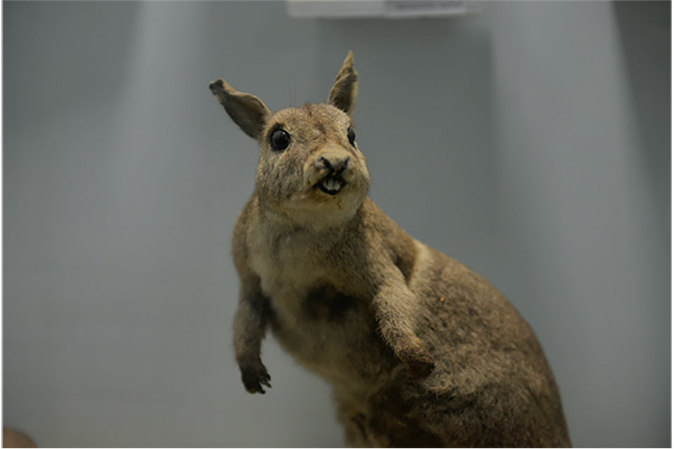 A taxidermy rabbit