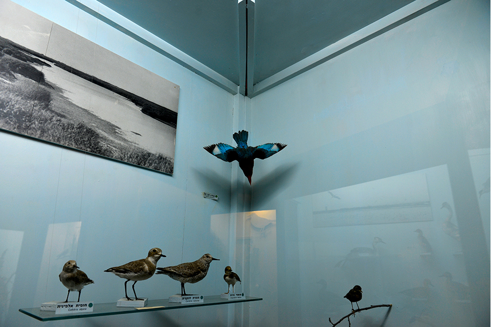Taxidermy birds behind a glass display case, against blue walls