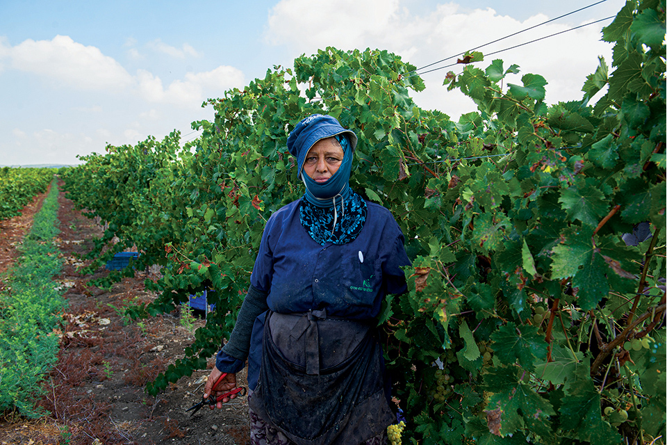 Person in protective clothing standing next to a row of vines 