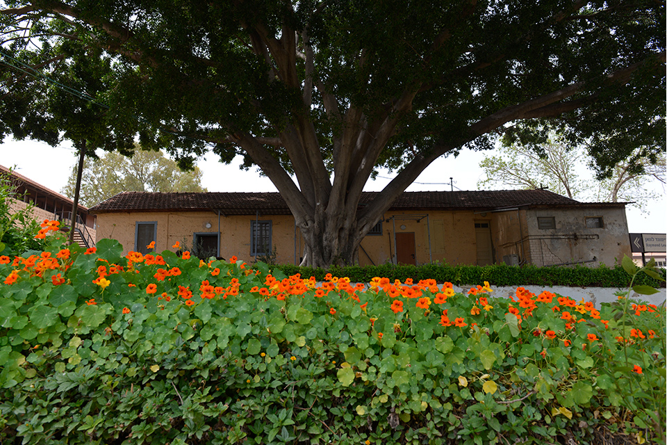 Greenery, flowers, and a tree in front of a low house