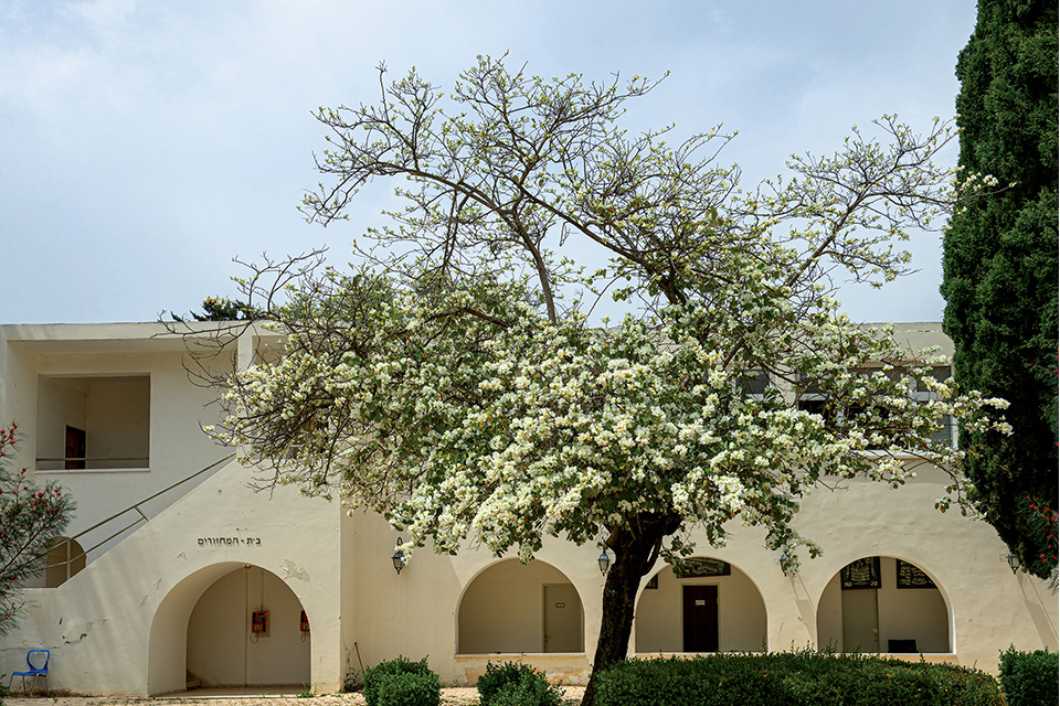 Floweing tree in front of a two-story white building