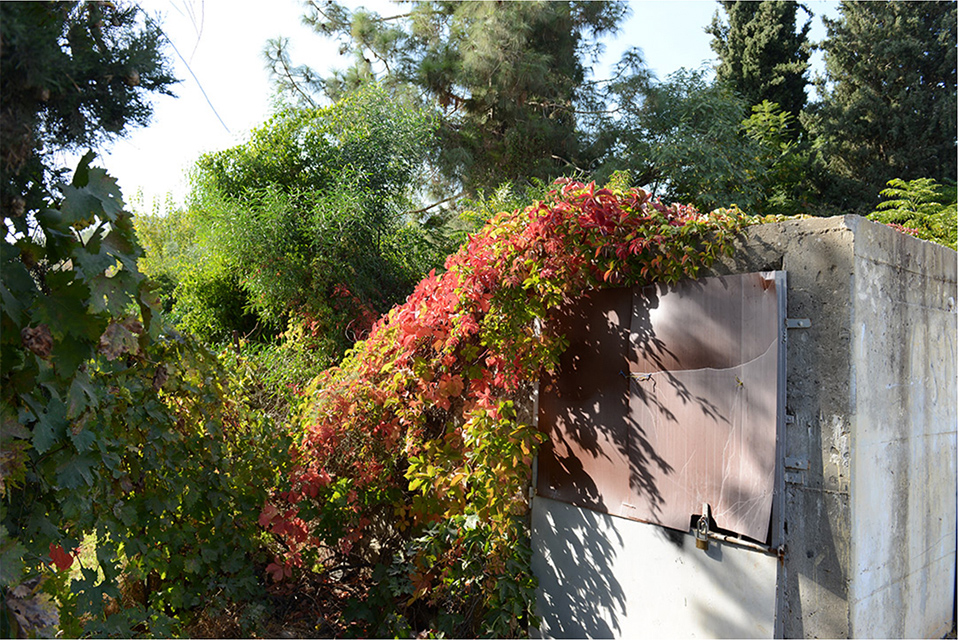 Foliage growing over a small concrete structure