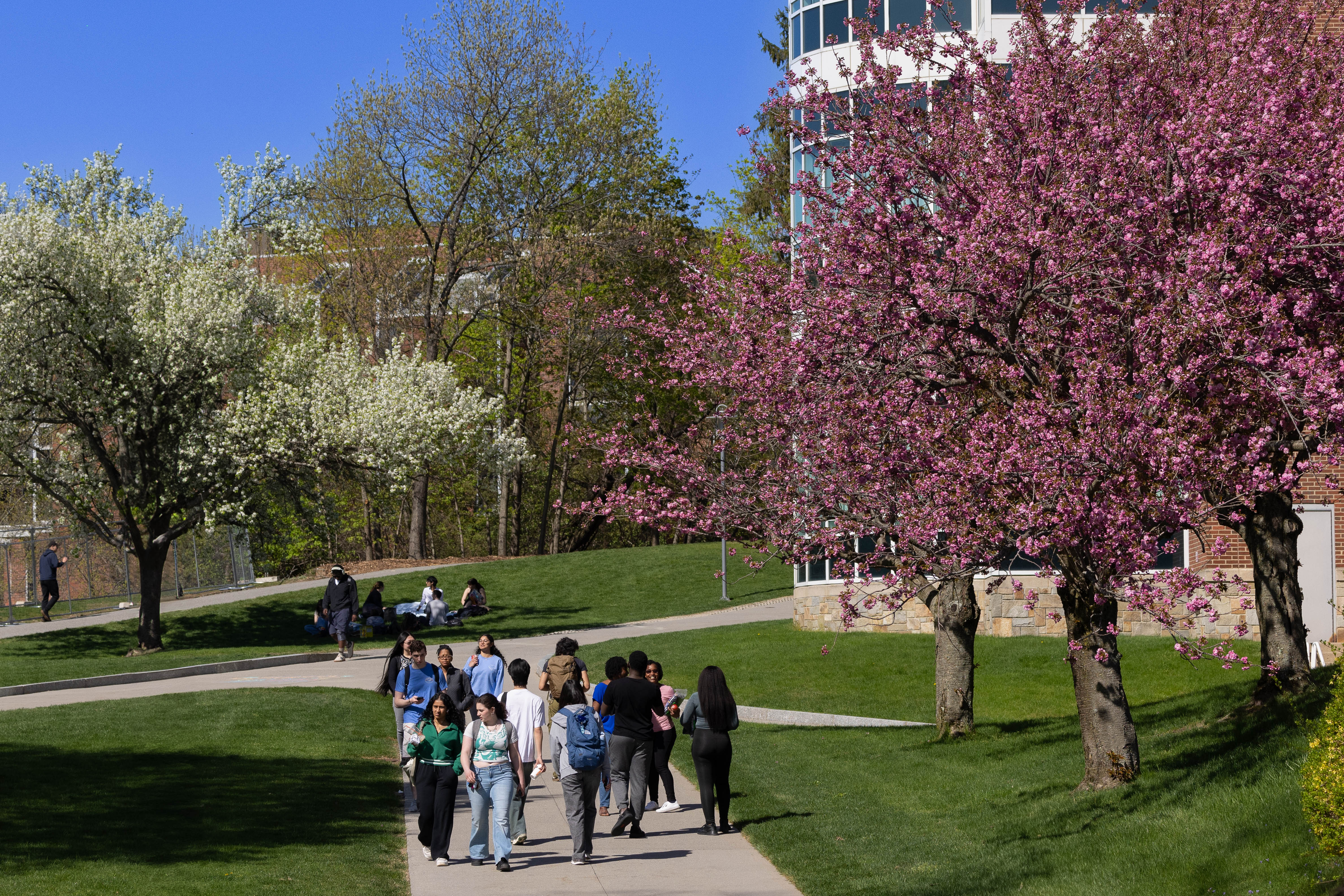 Brandeis campus in the spring