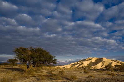 Acacia and the Arava