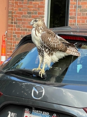 Hawk on car behind Goldfarb Library