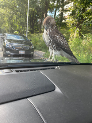 Hawk on windshield