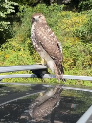 Hawk on black car