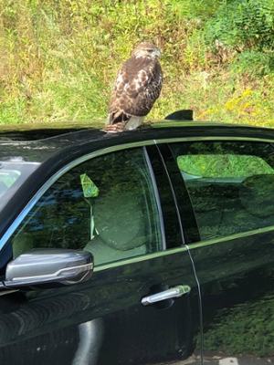 Hawk on black car