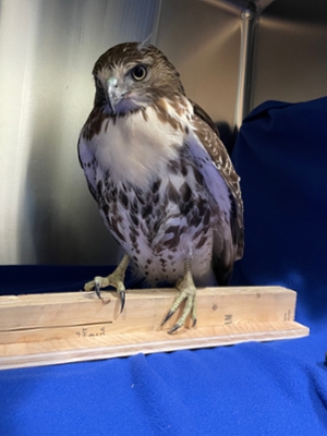 Hawk resting on wood platform