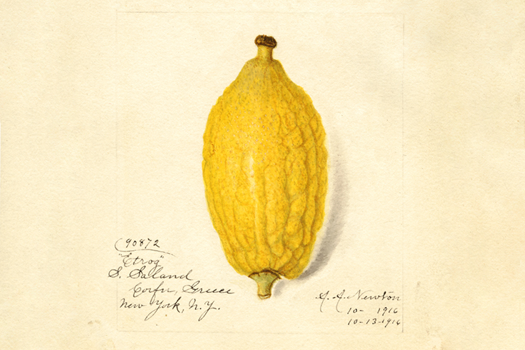 An etrog