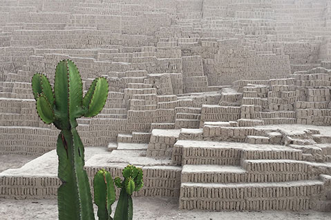 A cactus surrounded by small grey blocks in the afternoon fog.