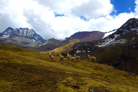 Pack of alpacas wandering in a mountainous landscape.