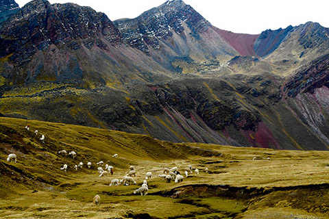 Llamas grazing in a colorfully mountainous area.