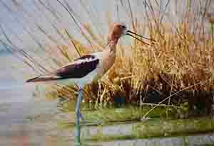 Avocet, standing in water next to reeds and grasses