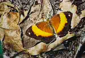 Butterfly with orange, yellow and brown coloring