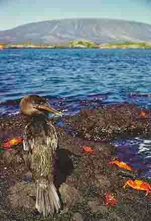 Color photograph of a cormorant in the Galapagos at the edge of a body of bright blue water with red crabs next to him.
