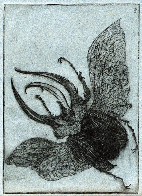 An illustration of a beetle with its wings spread out amidst a faded light-blue background