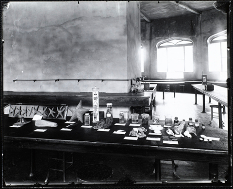 Shells, starfish and other marine life artifacts are displayed on a table in a lab.