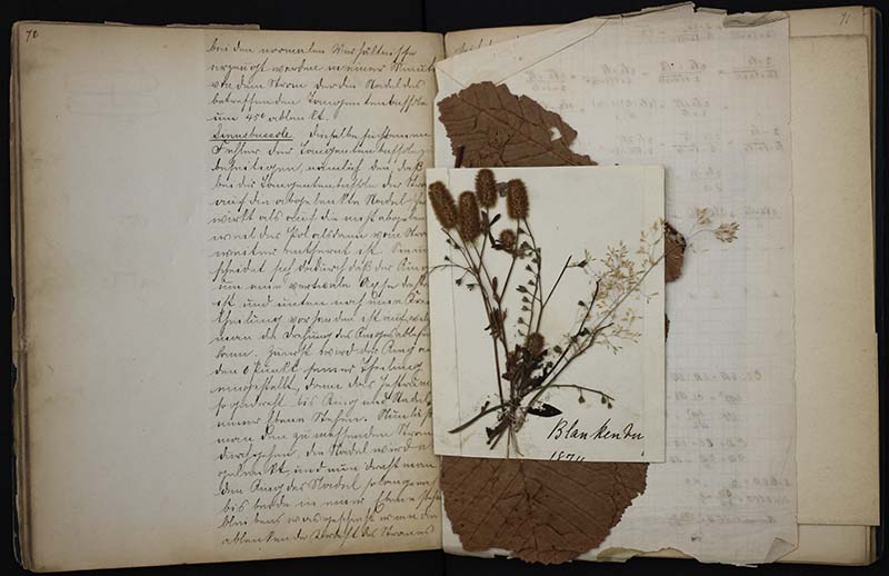 Louis D. Brandeis's German notebook pictured with brown leaves and small cattail-like plants placed in between pages 70 and 71 (color photograph)