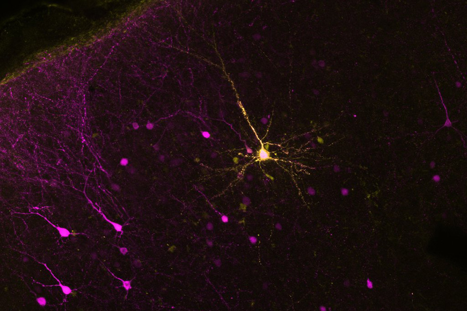 Cell fills