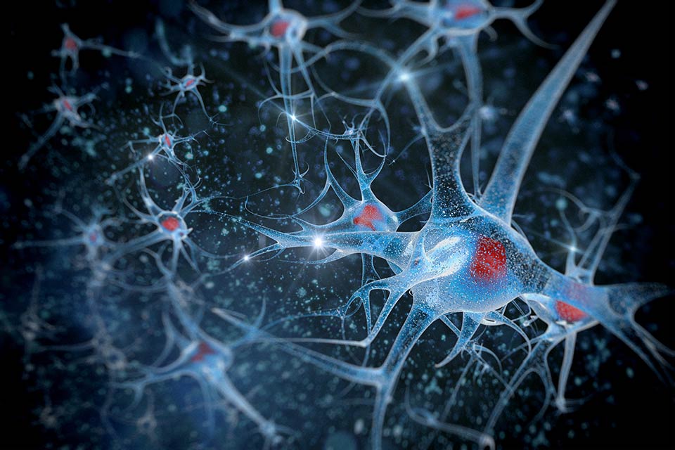 Digital illustration of a neuron