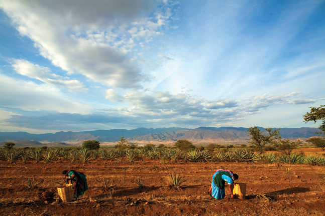 "Working the Land/Trabajando el Campo," 2008.