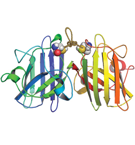 Depiction of the chemical rope that stabilizes mutant protein responsible for familial ALS.