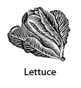 lettuce