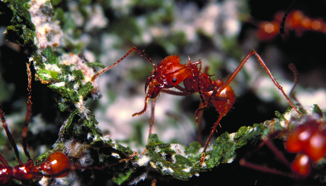 Photo of male leafcutter ants