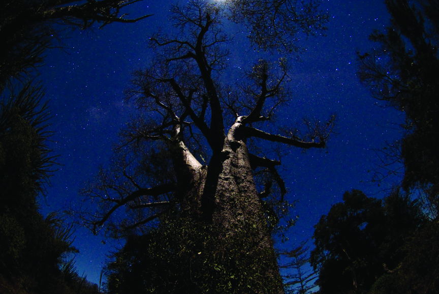Photo of Baobab trees