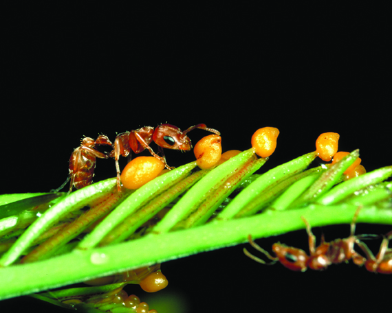 Photo of Pseudomyrmex ants on acacia tree